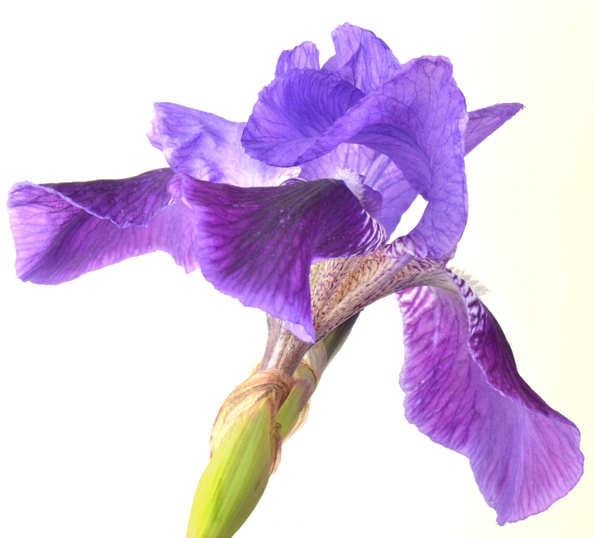 iris watercolour tutorial