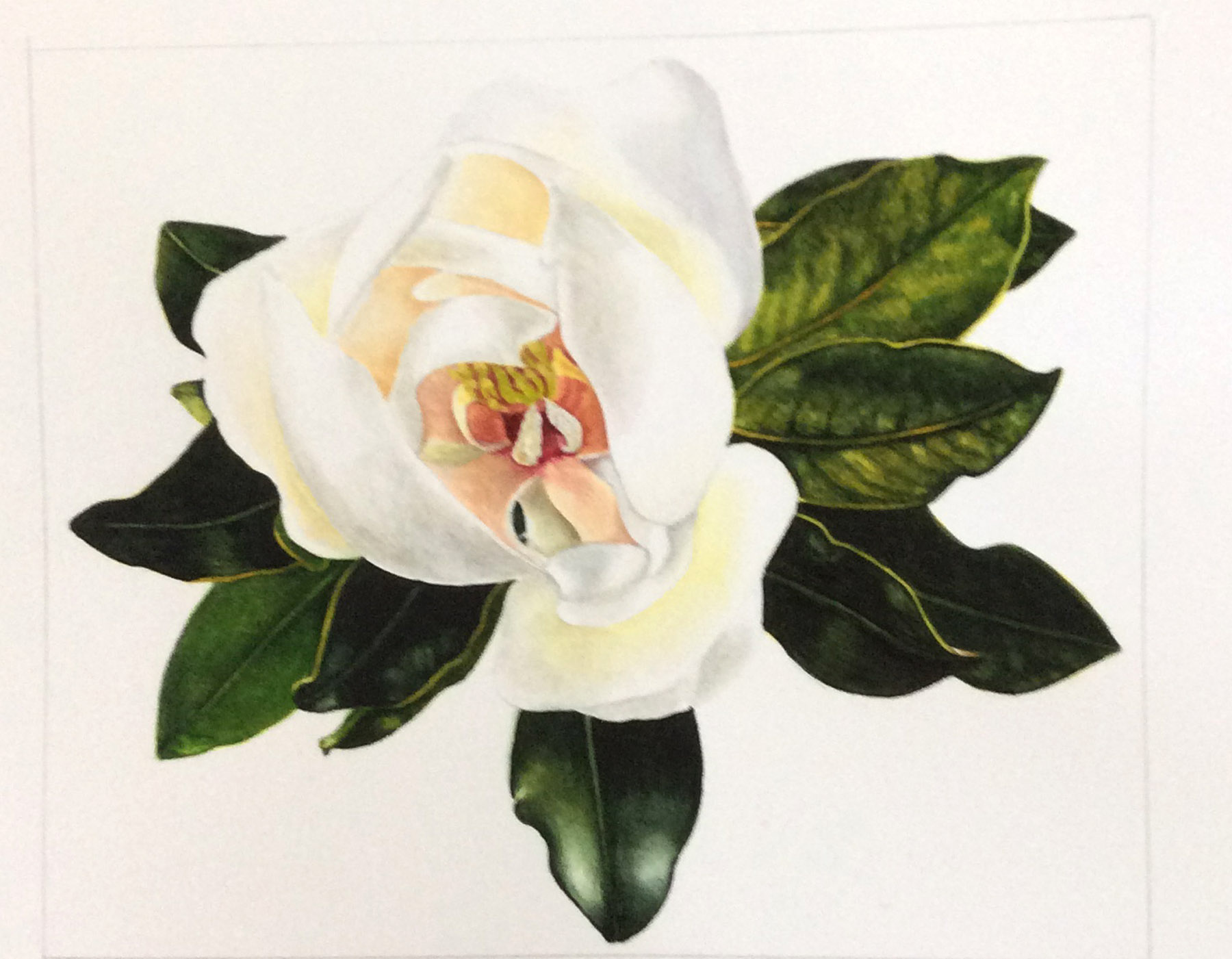 Carol's magnolia watercolour painting