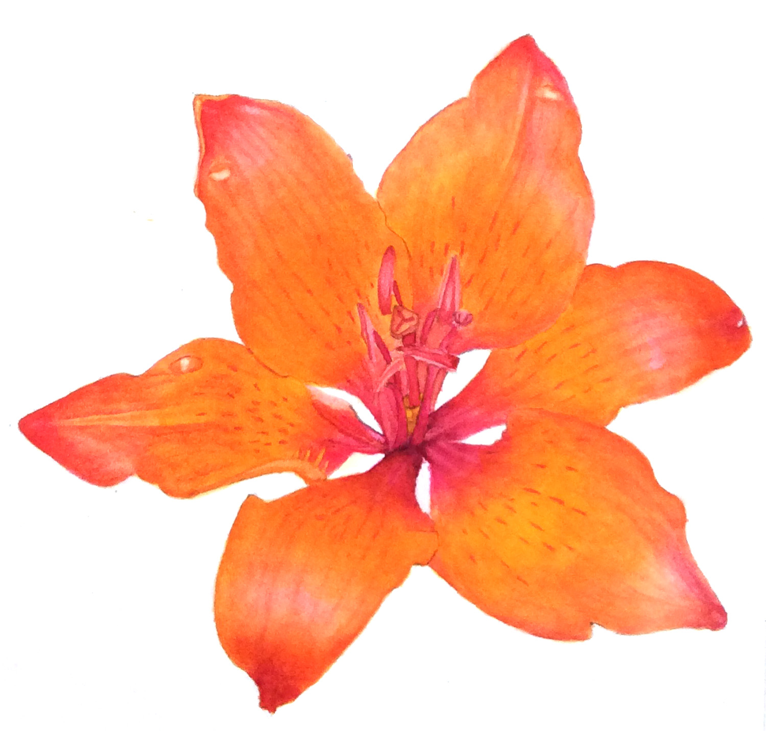 Vikki's orange lily study