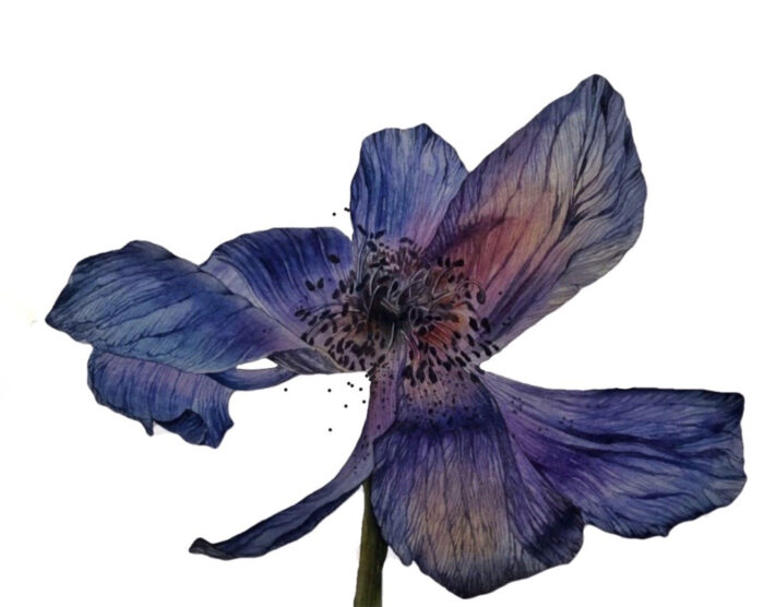 Watercolour painting of Anemone Flower