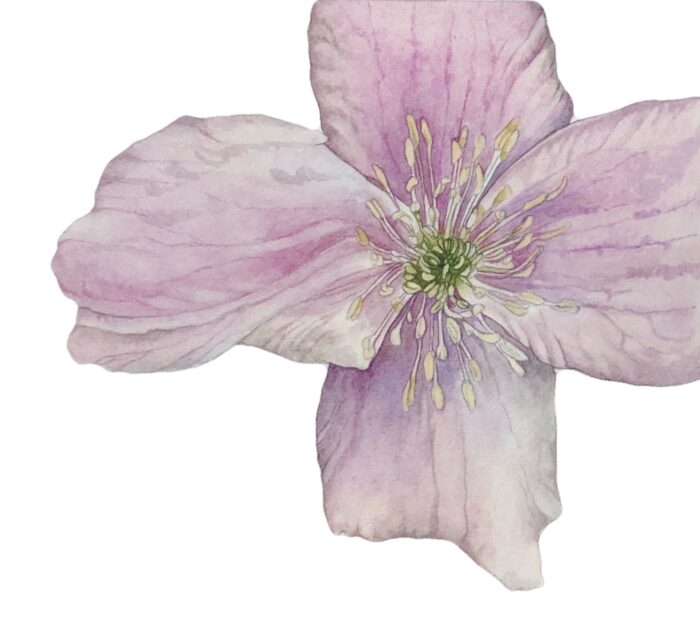 Clematis Montana watercolour byHelen Campbell