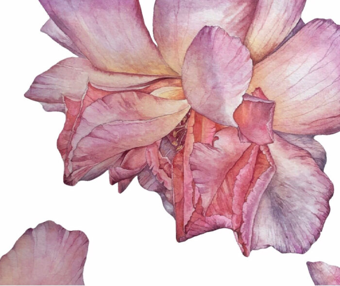 Cropped Rose watercolour by Helen Campbell