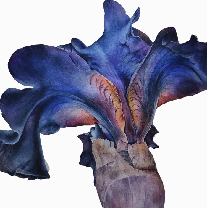 Large Bearded Iris watercolour by Helen Campbell