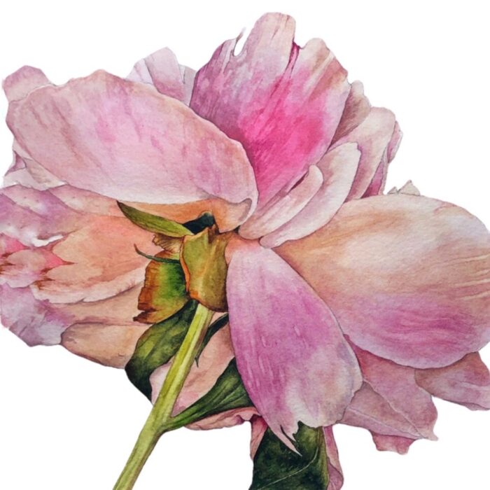 Watercolour painting of Wilted Rose Flower